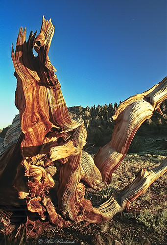 california trees