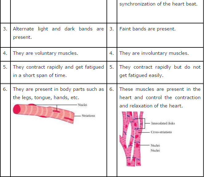 what is the difference between skeletal muscle and cardiac muscle