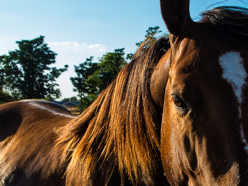 sunset horse arkansas