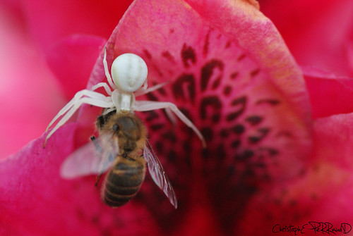 nature araignée abeille feur faune flore france saintphilbertdegrandlieu loireatlantique