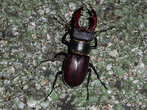france dordogne evening outdoors stagbeetle