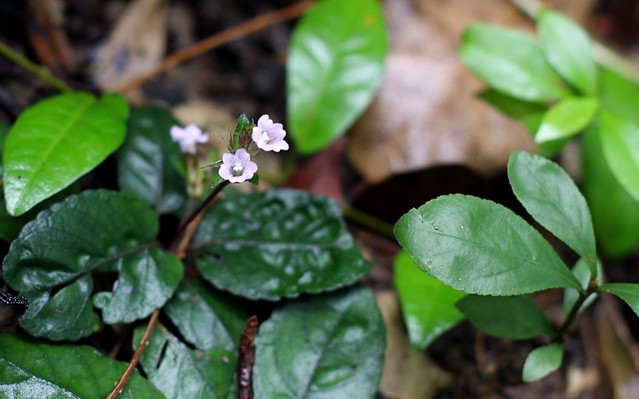 _MG_1525 - Small Purple Flower