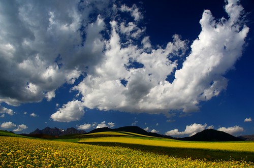 china blue sky cloud sun flower field weather yellow mel melinda 青海 rapeseed 油菜花 qinghai 田 quilian chanmelmel melindachan 祈連