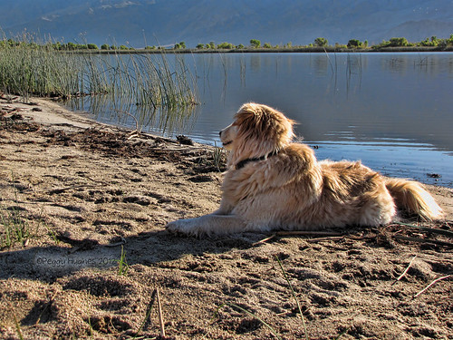 california dog lake mountains view sam peggy lonepine ©allrightsreserved diazlake ©peggyhughes june2012