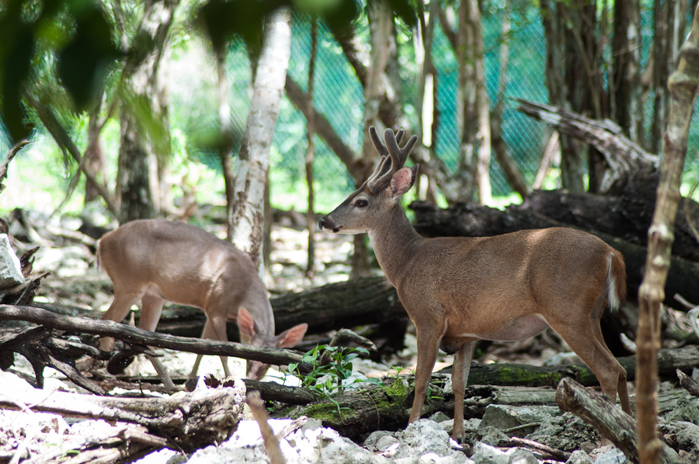 El zoo de especies de la Riviera Maya y el almuerzo en Aktunchen