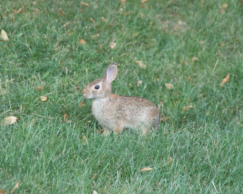 bunny bunnies nature wildlife indiana westvilleindiana speedyjr