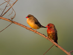 Red Avadavat (Red Munia, Strawberry Finch) _ Pulau Punggol Barat ☺☺☺