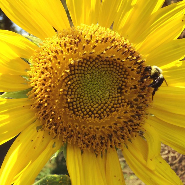 Bumblebee and Sunflower #bees #bumblebee #sunflower #sunflowers #flowers #gardens #patiogarden