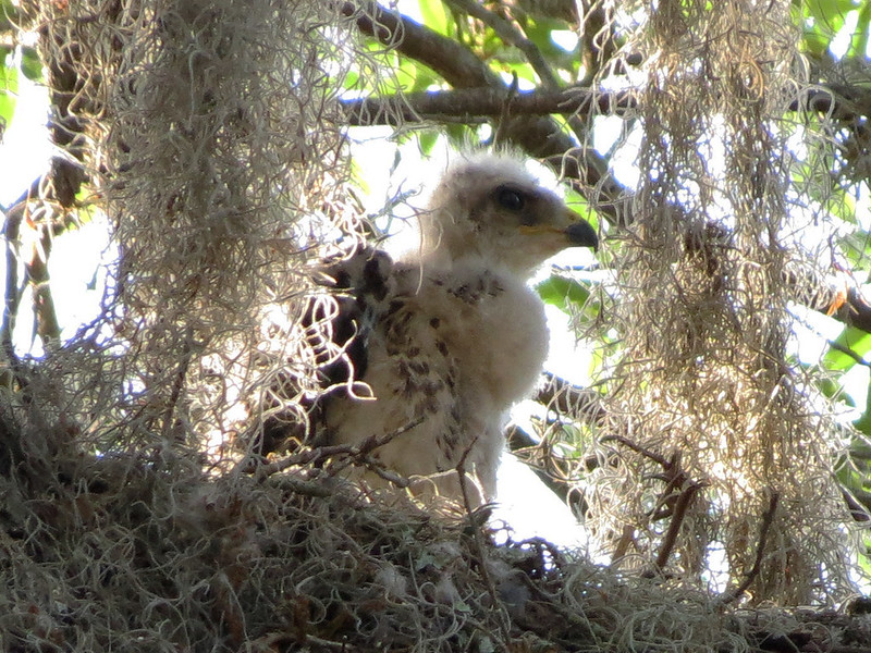 baby Red-shouldered Hawk