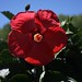 Hibiscus Rosa Sinensis 