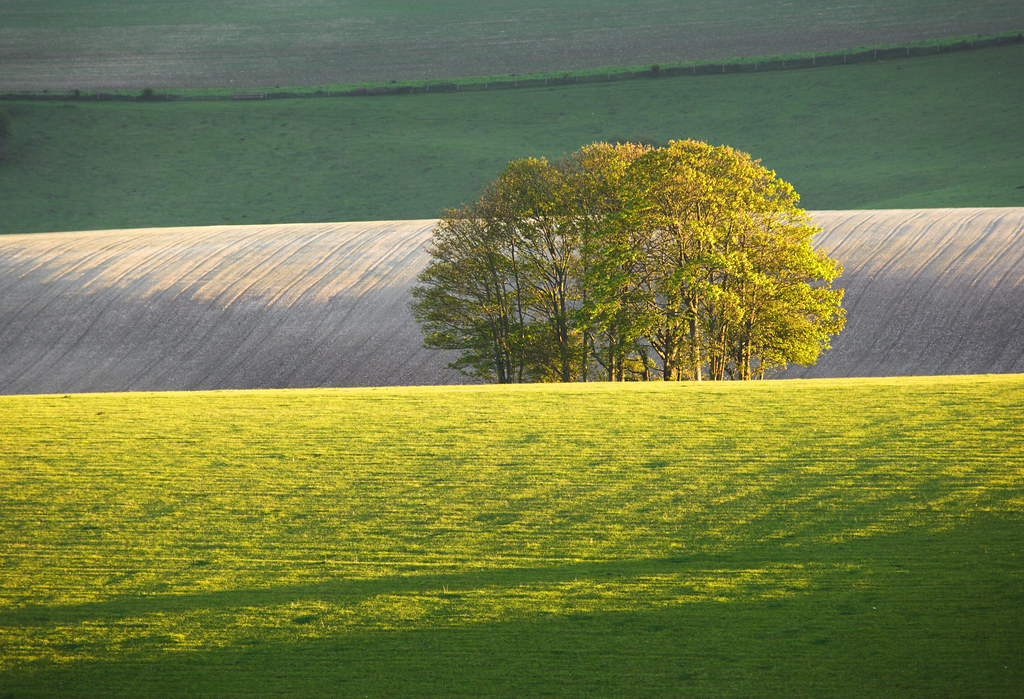 Hill Brows, Stanmer Down