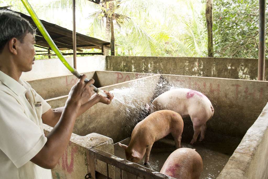 A local slaughterhouse worker cools down his pigs