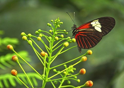 macro butterfly butterflies insects lepidoptera heliconiuserato