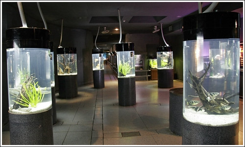 Phuket Aquarium Displays