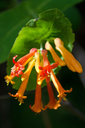wild orange montana honeysuckle wildflower lakecounty lonicera 5petals wfgna caprifoliaceae loniceraciliosa 4781931113826795