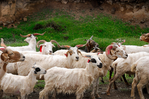 china nature asia sheep flock hainan qinghai hainantibetanautonomousprefecture