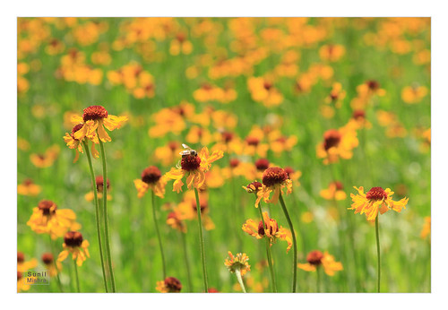 bee blackeyedsusan bokeh california flower insect meadow park usnationalpark unitedstates wildflower yosemitenationalpark