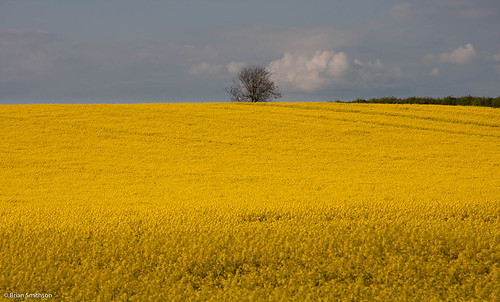 yellow clouds photography daily rape niceview isolatedtree briansmithson