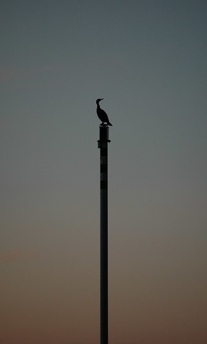 sunset cormorant nspp