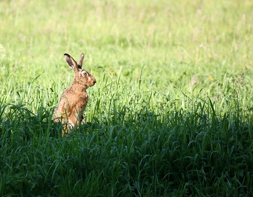 wild summer rabbit bunny animal canon eos hare wildlife oldenburg 450d