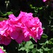 Geranium fantasia pink 