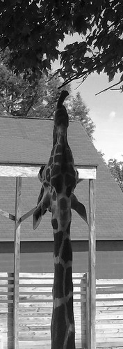 animals girraf girrafe giraffe nature tongue rothcarroll rothphotography rothcarrollphotography