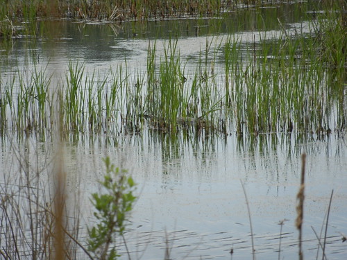 2012 alligators