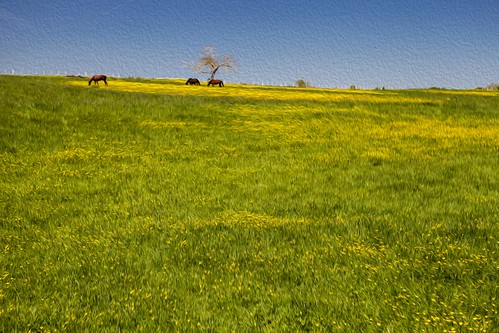 travel horses france field landscape spring pasture yellowflowers oilpaintingeffect avallon