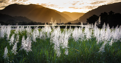 sunset sun white flower frost australia qld queensland tropical bloom tropics sugarcane