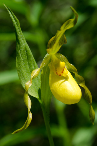orchid flower yellow orchidaceae wildflower ladysslipper cypripedium cypripediumcalceolus cypripediumparviflorum