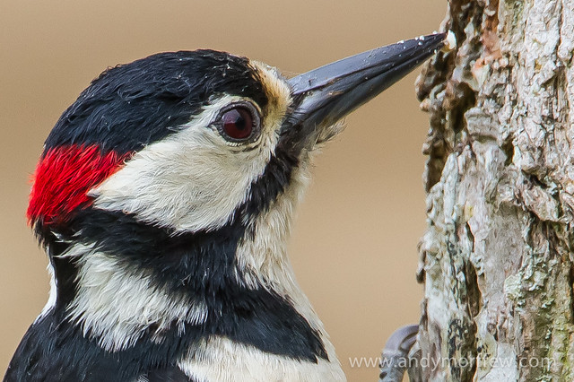 Great Spotted Woodpecker Portrait