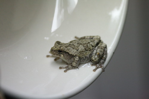 Tree Frog - Rescued!