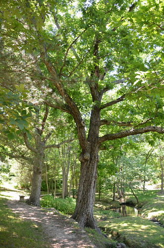 park trees tree parks missouri webstercounty marshfieldmo marshfieldmissouri hiddenwatersnaturepark