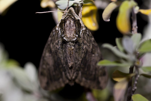 hagenssphinxmoth moth insect ceratomiahageni nature wildlife fauna naturaleza