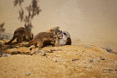 Meerkat pups playing