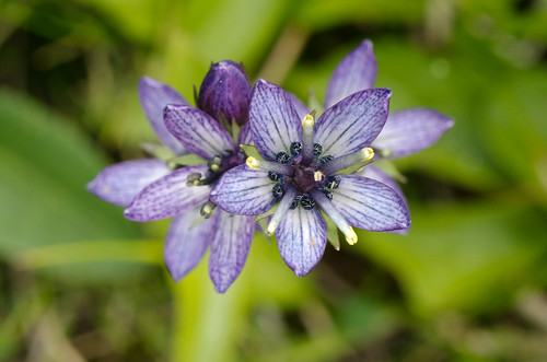 flower macro montana purple wildflower tamron 90mm f28 swertia swertiaperennis stargentian gentianaceae 5petals wfgna deerlodgecounty 46075392113268488