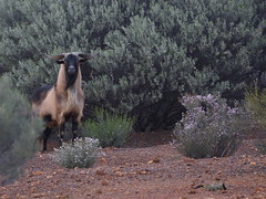 Domestic goat at Kirkalocka