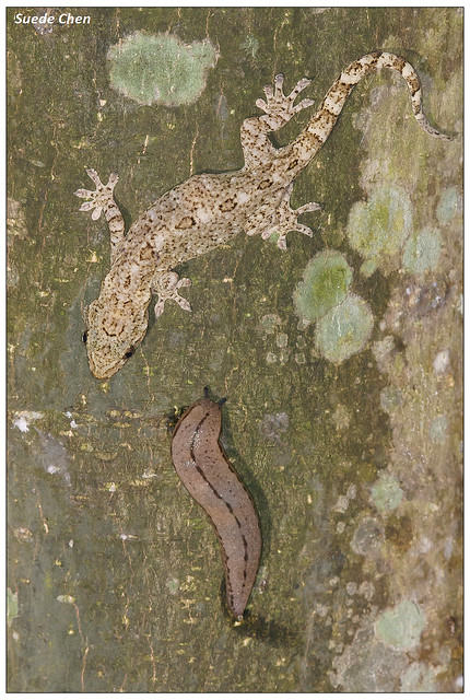 鉛山壁虎 Gekko hokouensis (Pope, 1928) & 雙線蛞蝓 Meghimatium bilineatum (Benson, 1842)