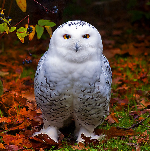 Snowy Owl in Autumn (EXPLORE)