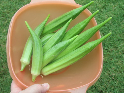 This is nearly one-half-pund of okra, which is worth about 40-cents.