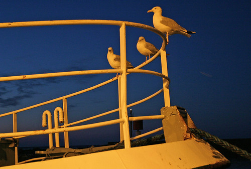 seagulls port sunrise bateau fishingboat peche muette aube guilvinec