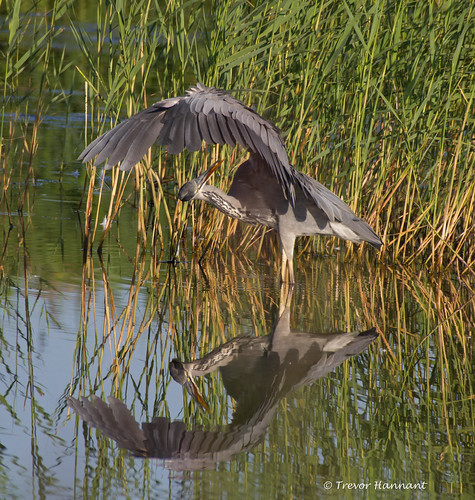 heron birds ardeacinerea me2youphotographylevel1 freedomtosoarlevel1birdphotosonly