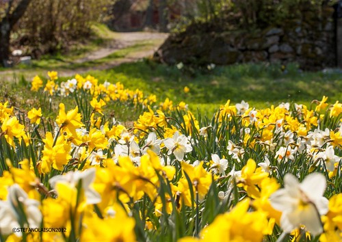 sweden sverige daffodils suecia narcisos vetlanda påskliljor höglandet landsbro månadsbild1205