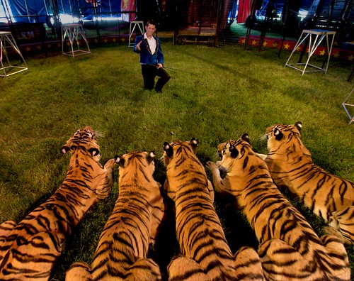 new ryan circus palestine indiana tigers trainer holder kellymiller