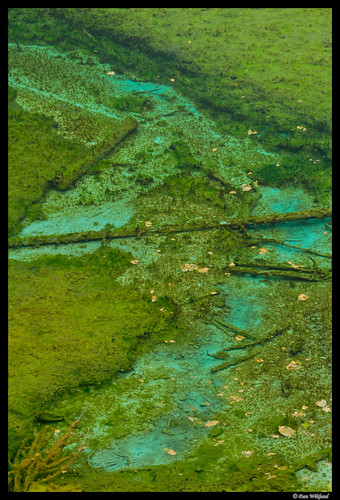 china blue lake color green nature water landscape nationalpark log asia bottom logs unesco d200 sichuan jiuzhaigou chine worldheritage 2011