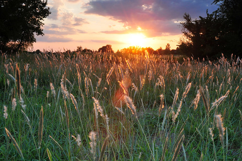sunset grass kansas wichita chisholmcreekpark