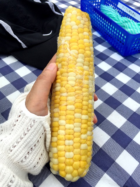 hollyhock-corn