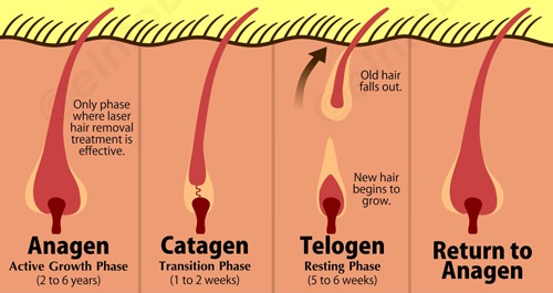 life cycle of hair