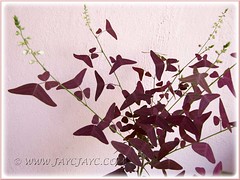 Beautiful foliage of our potted Christia vespertilionis (Mariposa, Red Butterfly Wing), shot Oct 12 2011