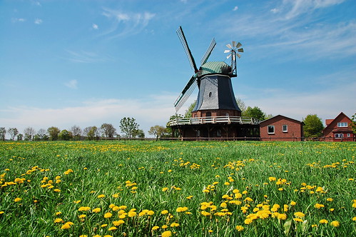 mill windmill germany deutschland mühle mit norddeutschland windmühle niedersachsen löwenzahn windrose selsingen galerieholländer mühleninniedersachsen